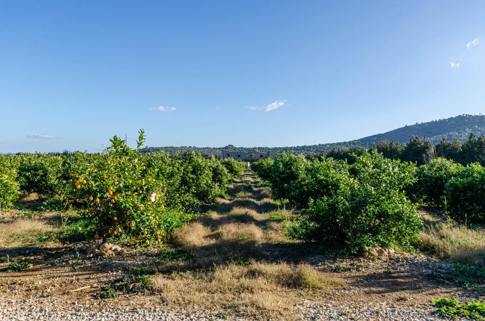 El Limonar De Mallorca - Agroturismo Ballerics Esterno foto