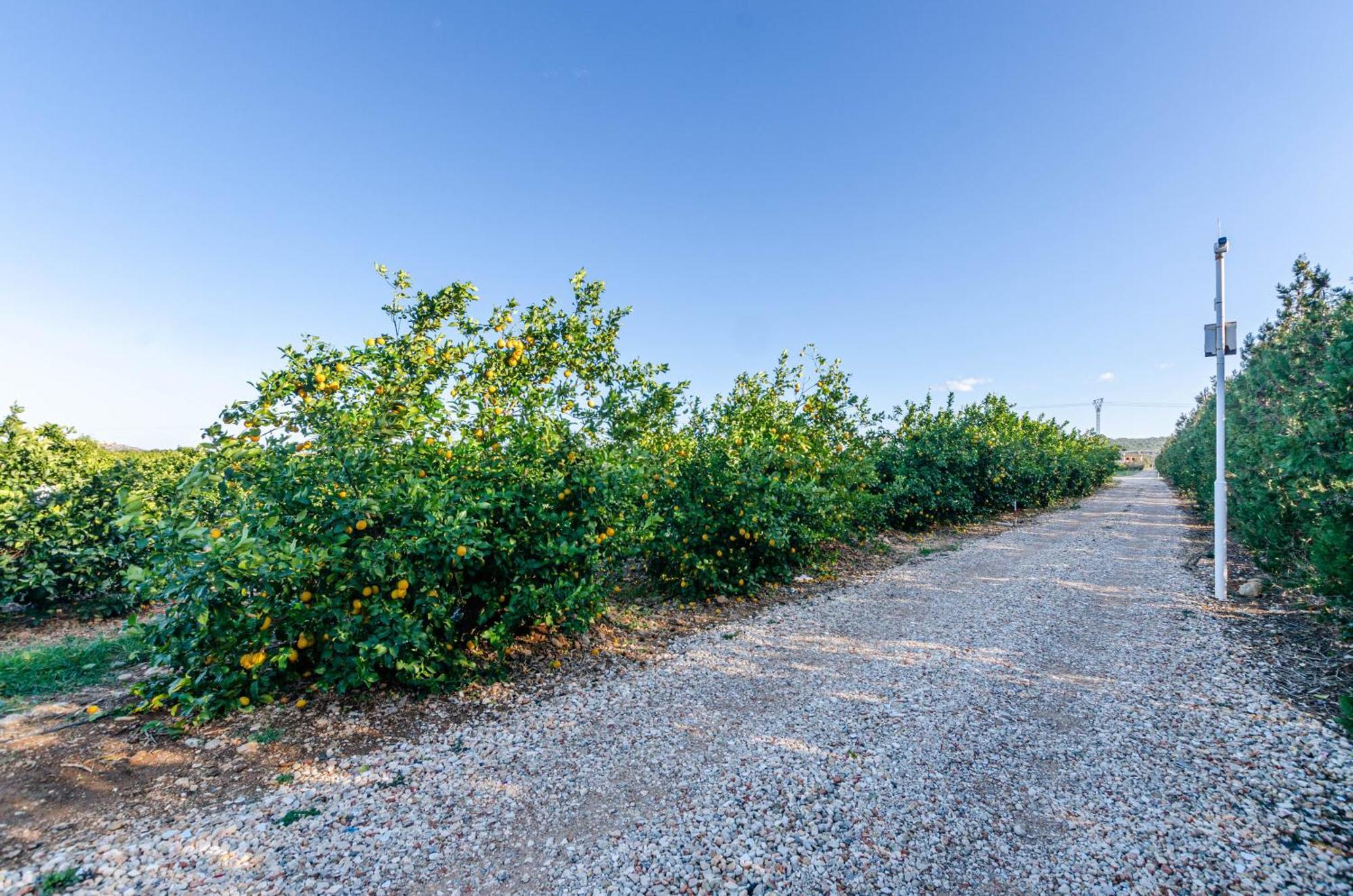 El Limonar De Mallorca - Agroturismo Ballerics Esterno foto