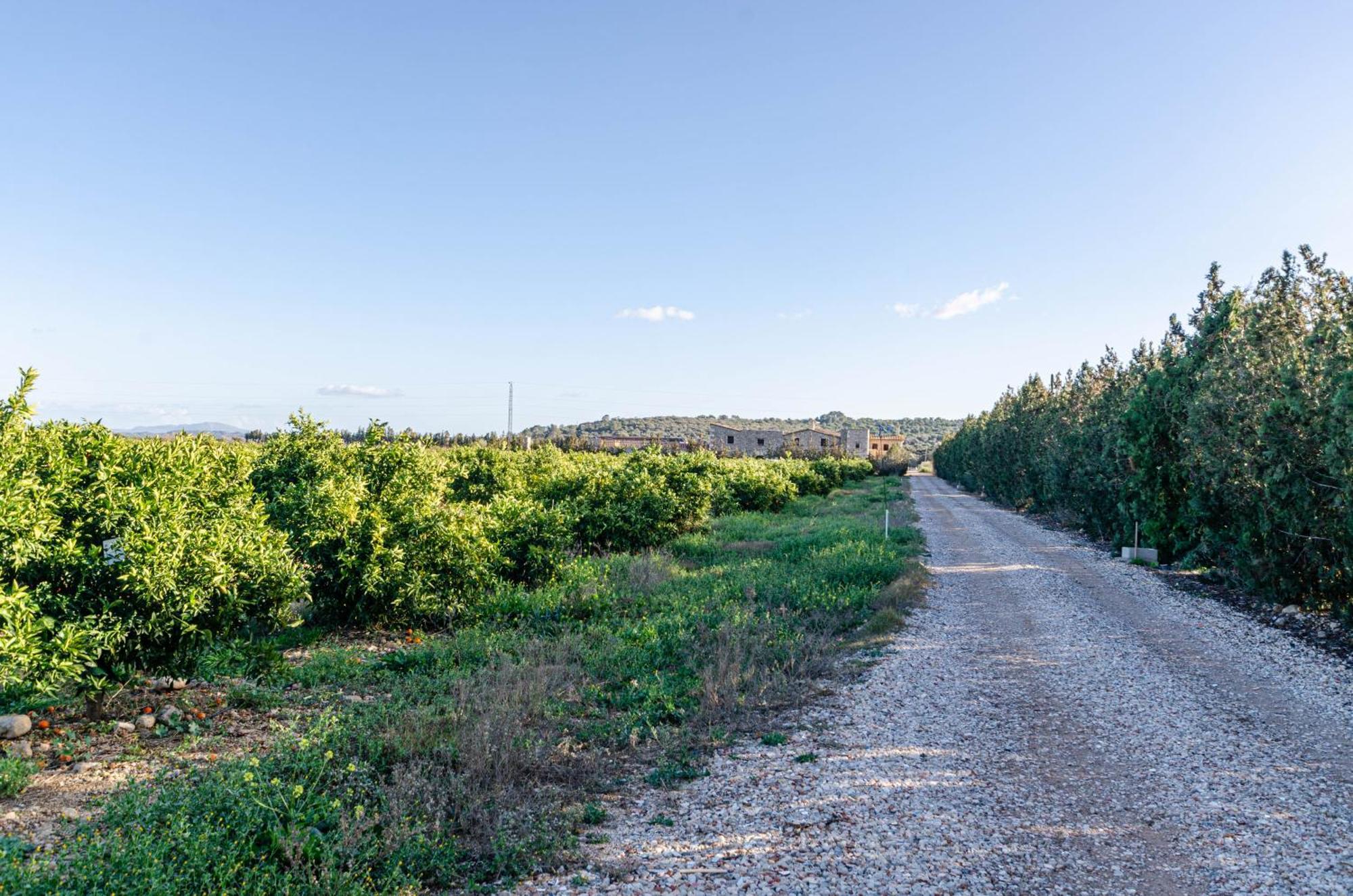 El Limonar De Mallorca - Agroturismo Ballerics Esterno foto